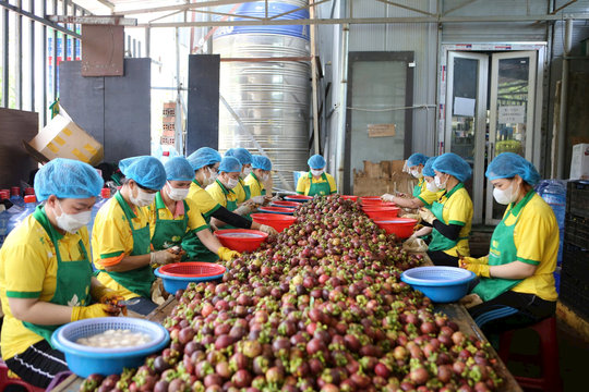 Nông sản Đắk Nông rộng đường sang Trung Quốc