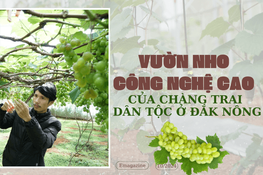 Vườn nho công nghệ cao của chàng trai dân tộc ở Đắk Nông