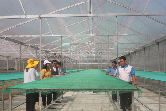 Hợp tác xã ở Đắk Nông sản xuất gắn với chuỗi giá trị