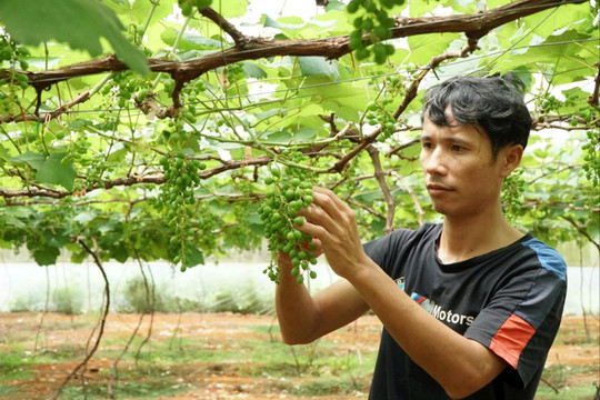 Đắk Nông phát triển hơn 60.000 hội viên nông dân