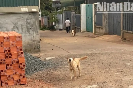 Đắk Lắk ghi nhận trường hợp thứ sáu tử vong do bệnh dại