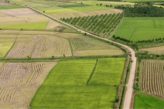 Những cánh đồng không nghỉ ở Đắk Nông