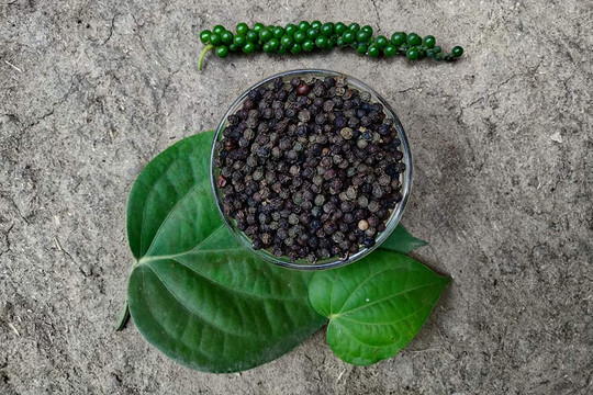 Giá tiêu hôm nay 22/10/2024: Tăng trở lại mốc 145,000 đồng/kg