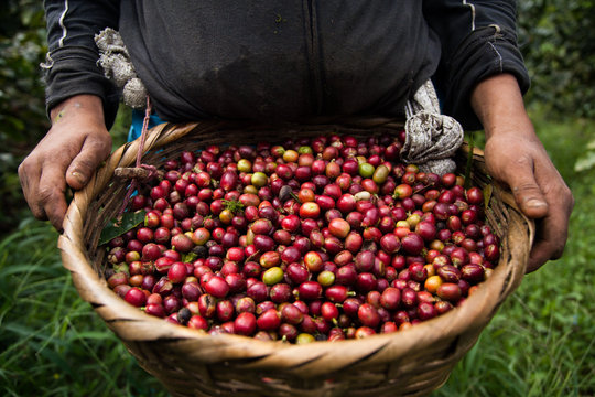 Giá cà phê hôm nay 2/11/2024: Lại giảm mạnh 1,500 đồng/kg