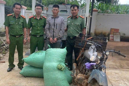 Đắk Nông bắt kẻ hái trộm 211kg cà phê