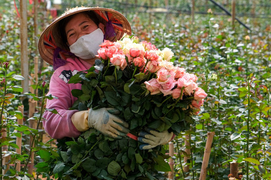 Đà Lạt: Giá hoa hồng tăng mạnh trước Ngày Nhà giáo Việt Nam