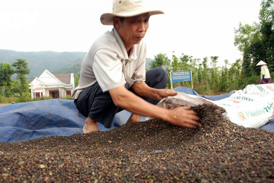 Giá tiêu hôm nay 18/11/2024: Giảm tuần thứ ba liên tiếp
