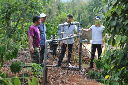 Nông dân Đắk Nông canh tác hồ tiêu thích ứng biến đổi khí hậu