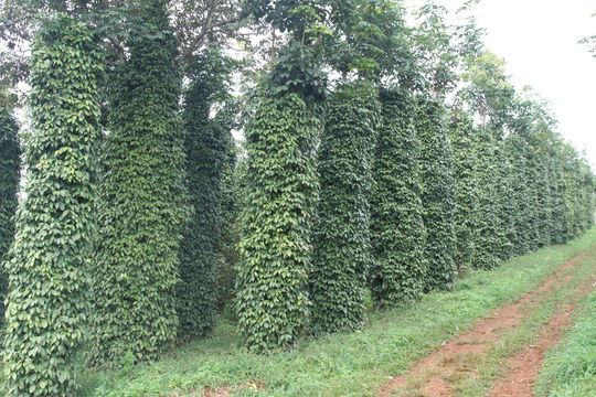 Vùng trọng điểm hồ tiêu Đắk Nông hướng đến giảm phát thải