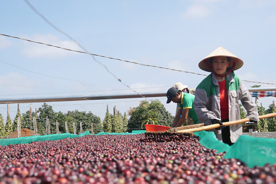 Rộn ràng cà phê mùa thu hoạch