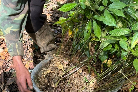 Dược liệu Việt Nam: Thực trạng và chính sách để phát triển