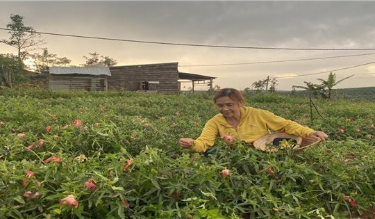 Phát triển dược liệu tạo sinh kế cho đồng bào DTTS: Kỳ vọng mở ra nhiều cơ hội mới (Bài 3)