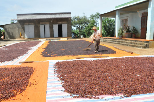 “Ăn cơm đứng” canh trời để phơi, sấy cà phê