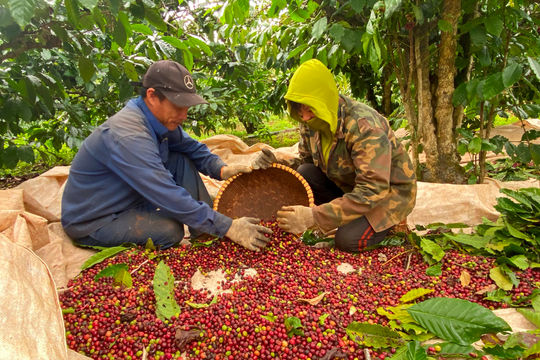 Đầu ra cà phê Đắk Nông-Đường lớn đã mở