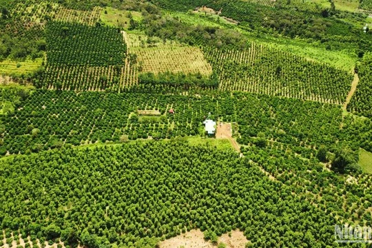 Đắk Nông đẩy nhanh tiến độ triển khai Luật Đất đai năm 2024