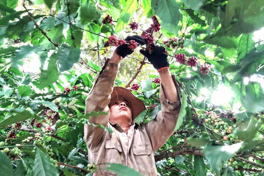 Cà phê Đắk Nông rộn ràng vào mùa thu hoạch