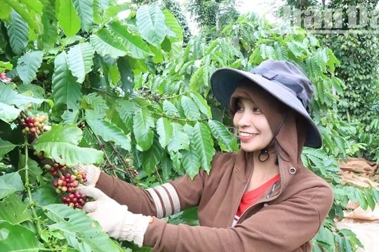 Đắk Lắk thúc đẩy các giải pháp phát triển bền vững ngành hàng cà-phê