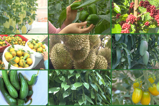 Nông nghiệp xanh - Xu thế mới ở Đắk Nông