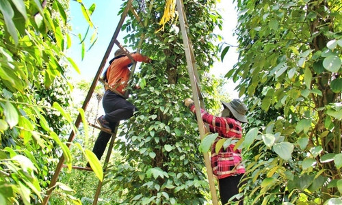 Giá tiêu tăng 500 đồng/kg, dự báo thị trường sẽ có biến động đáng kể