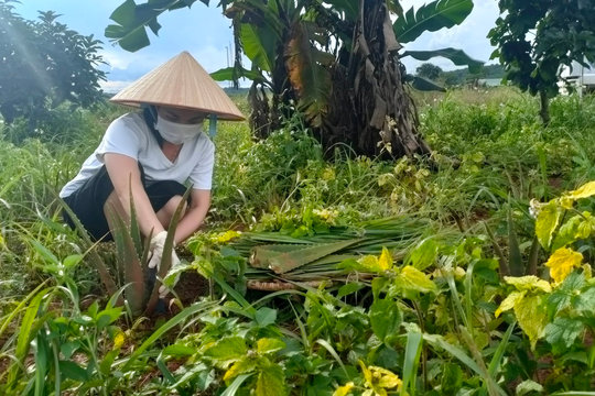 Nâng cao giá trị thương mại cho dược liệu Đắk Nông