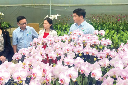 Chào mừng Festival Hoa Đà Lạt lần thứ X - năm 2024: Hình thành trung tâm sản xuất hoa hàng đầu Đông Nam Á