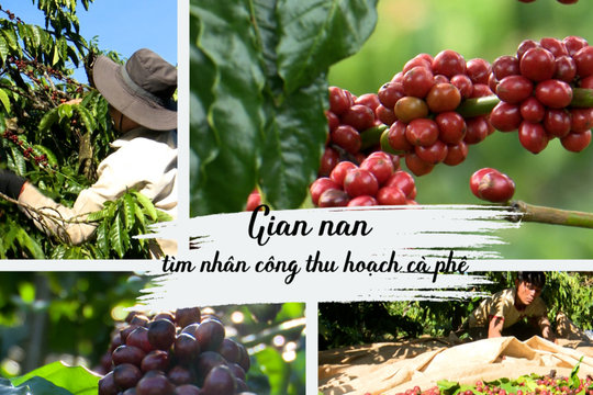 Gian nan tìm nhân công thu hoạch cà phê