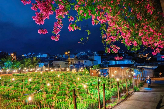 Chong đèn “nuôi” hoa Tết