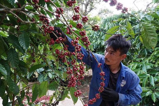 Động lực phát triển cà phê bền vững cho nông dân Đắk Nông