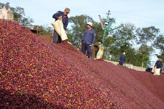Giá cà phê hôm nay 14/1/2025: Giảm xuống mức thấp nhất trong gần một tháng rưỡi