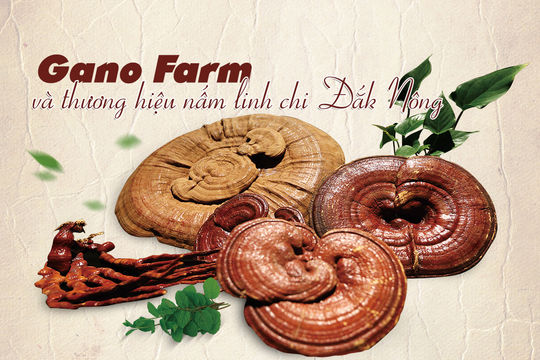 Gano Farm và thương hiệu nấm linh chi Đắk Nông