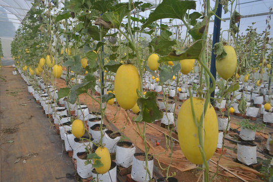 Nông nghiệp Đắk Nông và khát vọng vươn mình