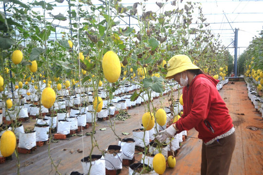 Nông sản Đắk Nông vươn mình xuất khẩu