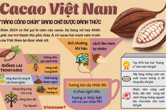 Đã đến lúc cacao Việt Nam trở lại với giấc mơ trở thành "thủ phủ" của châu Á?