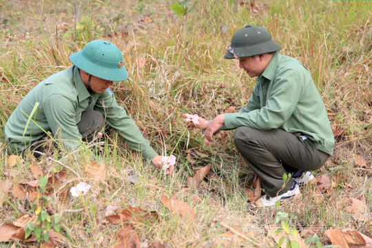 Đắk Nông -Địa phương trọng điểm về phát triển dược liệu