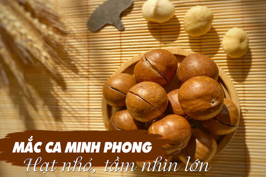 Mắc ca Minh Phong: Hạt nhỏ, tầm nhìn lớn