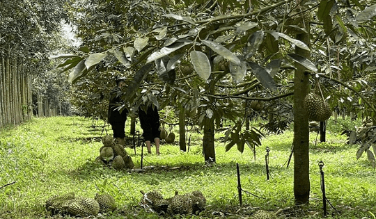 Thức thời, sầu riêng trở thành cây 'tỷ đô' hút vốn nhiều doanh nghiệp nông nghiệp trên sàn