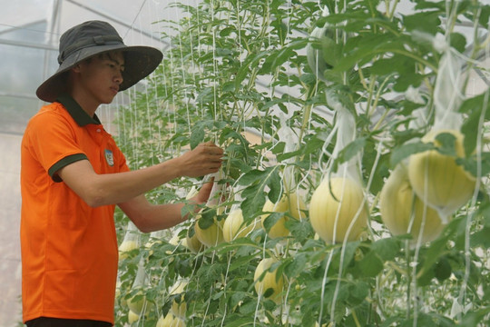 Trái cây OCOP Đắk Nông tất bật vào vụ tết