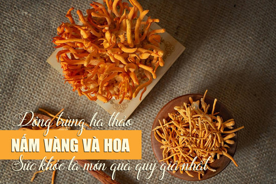 Đông trùng hạ thảo Nấm vàng và Hoa: Sức khỏe là món quà quý giá nhất