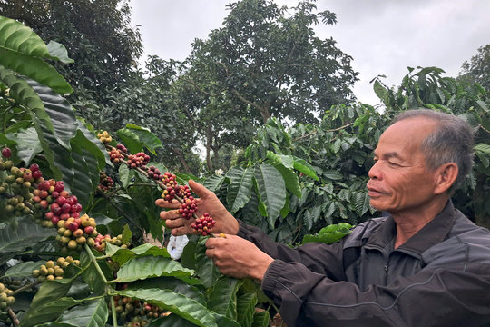 Người Công giáo Đắk Nông làm kinh tế giỏi