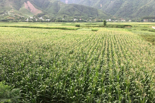 Hứa hẹn mô hình bắp sinh khối tại huyện vùng xa Đắk Nông