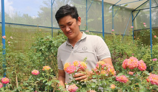 Bỏ phố, lương cao về Đắk Nông trồng hoa hồng  thu hơn 10 tỷ/năm