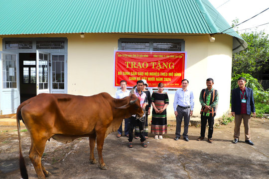 Hỗ trợ bò giống cho hộ nghèo tại huyện nghèo Đắk Nông