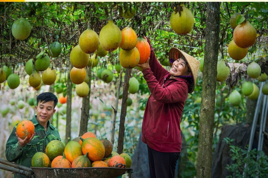 Nông dân Đắk Nông vươn mình