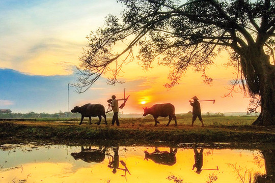 Chiếc gương và cây ngô đồng
