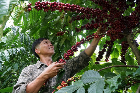 Sản xuất xanh để nông sản Đắk Nông vào châu Âu