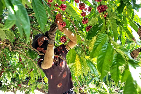 Nông nghiệp Đắk Nông một năm vượt khó ghi điểm