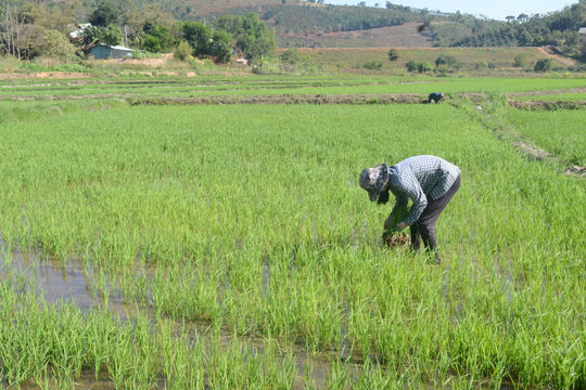 Nông dân Đắk Nông với phương pháp tưới nước "ngập khô xen kẽ"