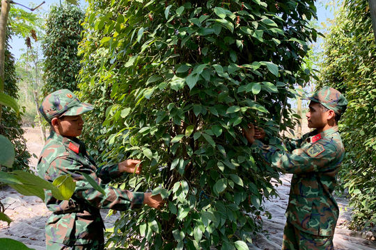 Giá tiêu hôm nay 8/1/2025: Tăng mạnh, giá tiêu Đắk Nông tiếp tục trên 150,000 đồng