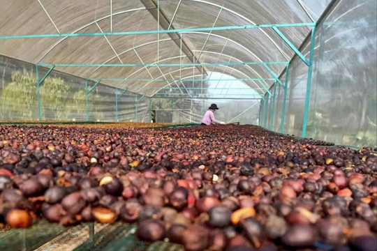 Doanh nghiệp Đắk Nông nhập cuộc ứng phó với quy định EUDR