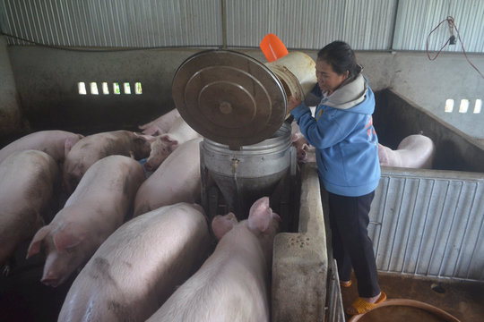 Đắk Nông cải thiện con giống nâng chất lượng chăn nuôi